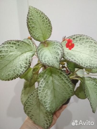 Комнатные растения: Эписция,каланхое Пинк Баттерф