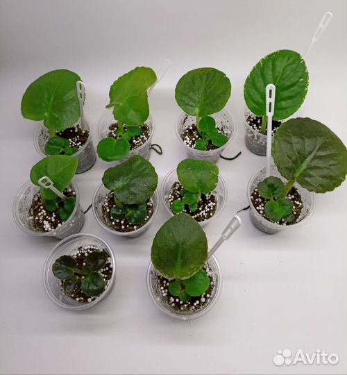 Набор 10 ук. листиков с детками