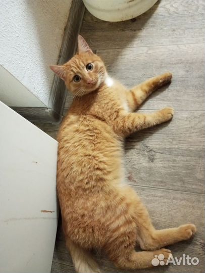 Рыжий кот