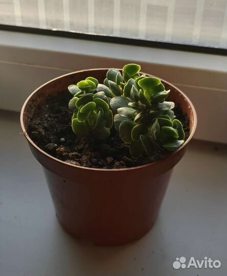 Суккулент Адромискус