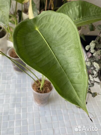 Anthurium peltigerum