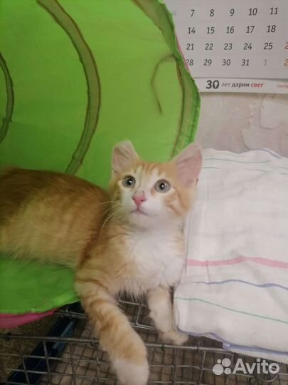 Котик в добрые руки