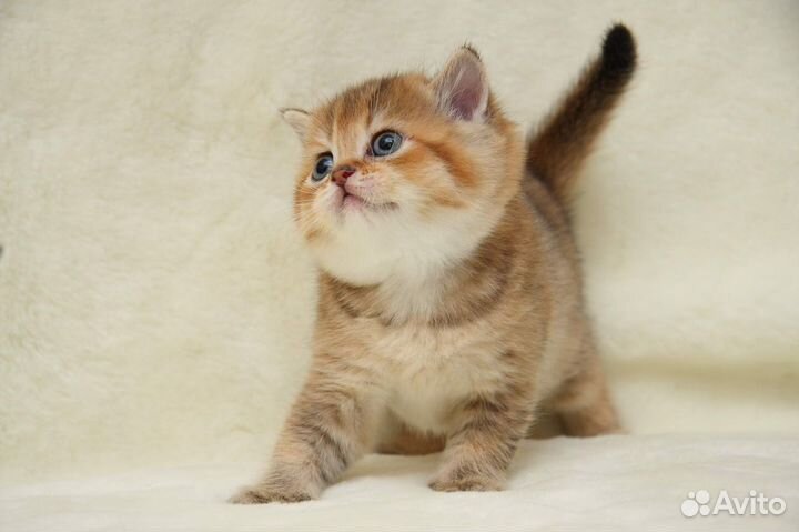 Британская золотая шиншилла