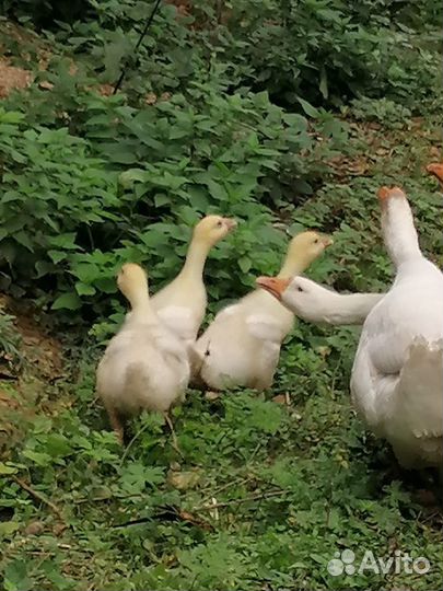 Продажа домашней птицы
