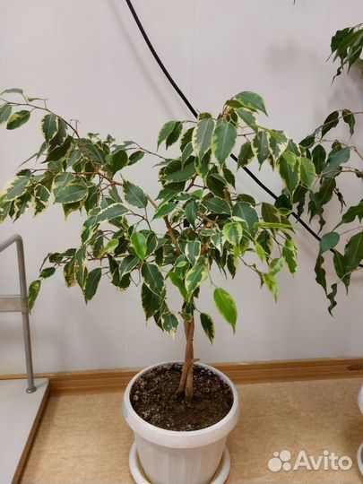 Бенджамина