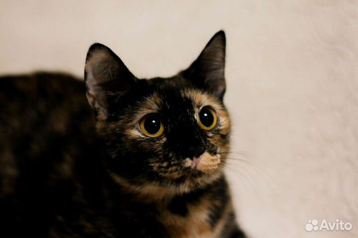 Шикарная кошечка по имени Лина.,1 год