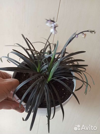 Офиопогон нигер