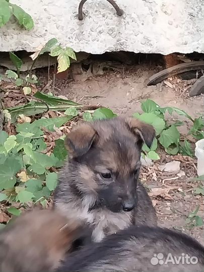 Собака в добрые руки отдам бесплатно