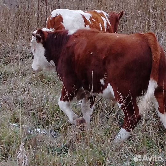 Бычки и быки