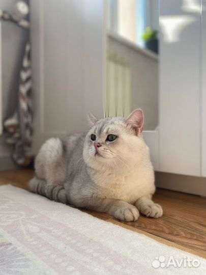 Вязка. Британская шиншилла