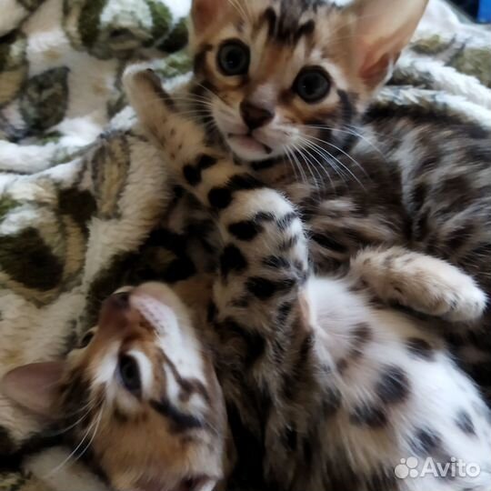 Бенгальские котята