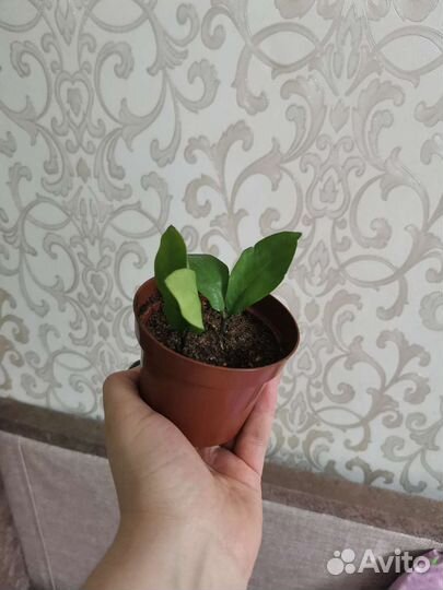 Замиокулькас