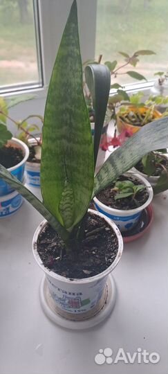 Сансевиерия