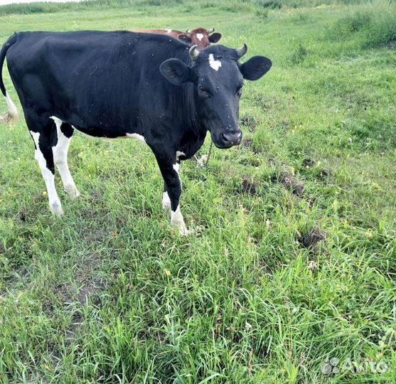 С. Х. Животные