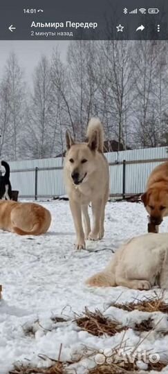 Мейсон ищет дом и семью