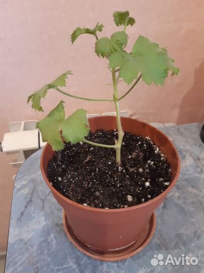 Продам комнатные растения