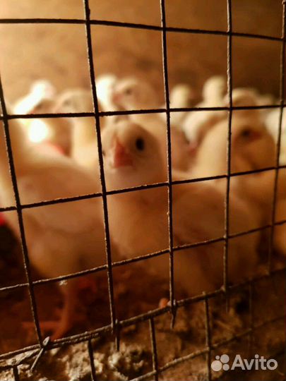 Бройлеры-Индюшата-Утята