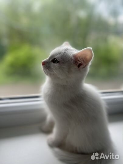 Котенок в добрые руки
