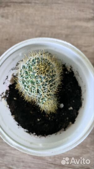 Кактус маммилярия