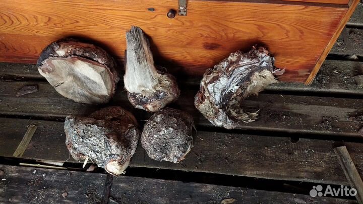 Кап березовый