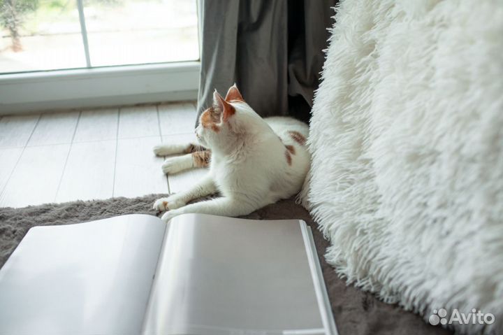 Кошка очень ласковая