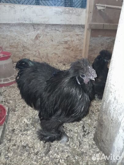 Продам Китайские шелковые куры, яйцо, цыплята