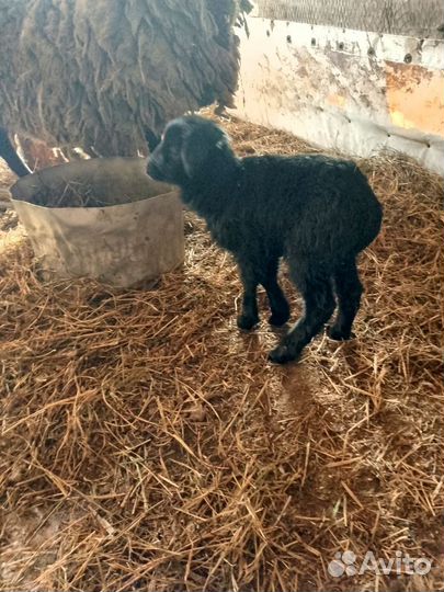 Продам готовый бизнес кфх