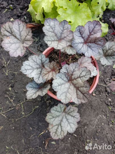 Многолетники садовые