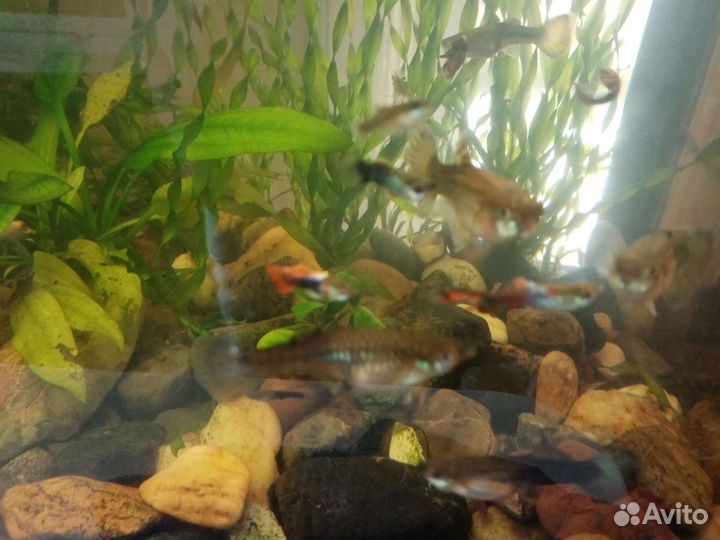 Креветки, гуппи, растения, улитки,водорослиДёшево
