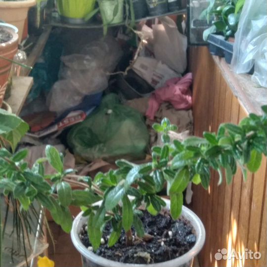 Нашия инагуенсис,эпифиллум Марниера