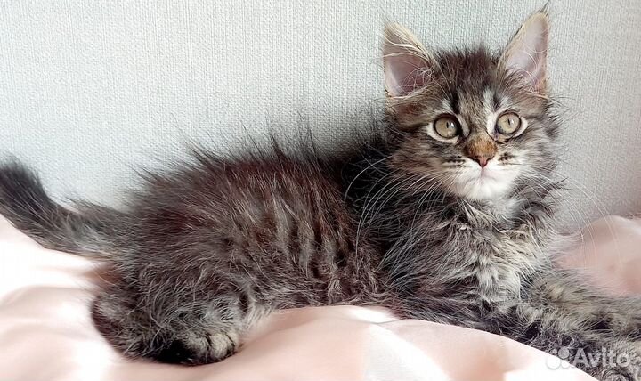 Очаровательные котята