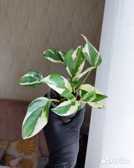 Комнатные растения