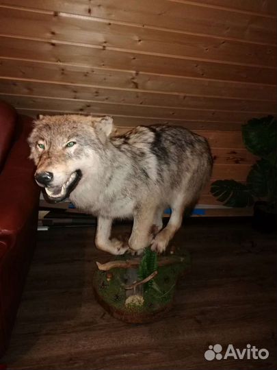 Чучело волка