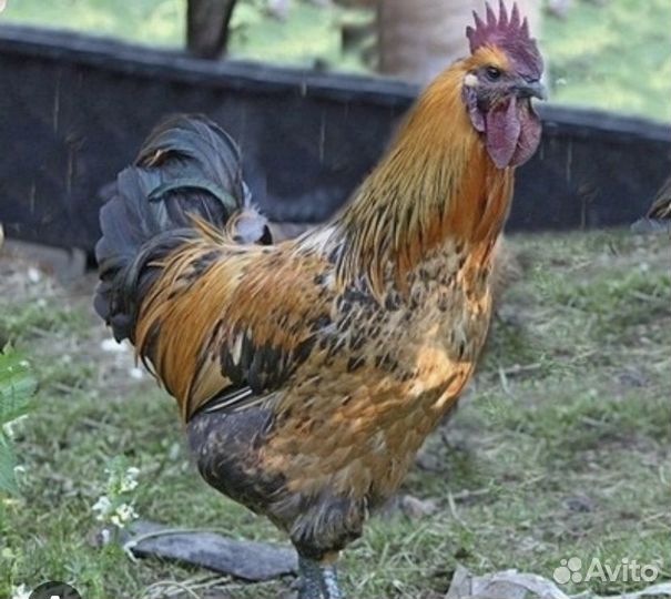 Петух лакеданзи