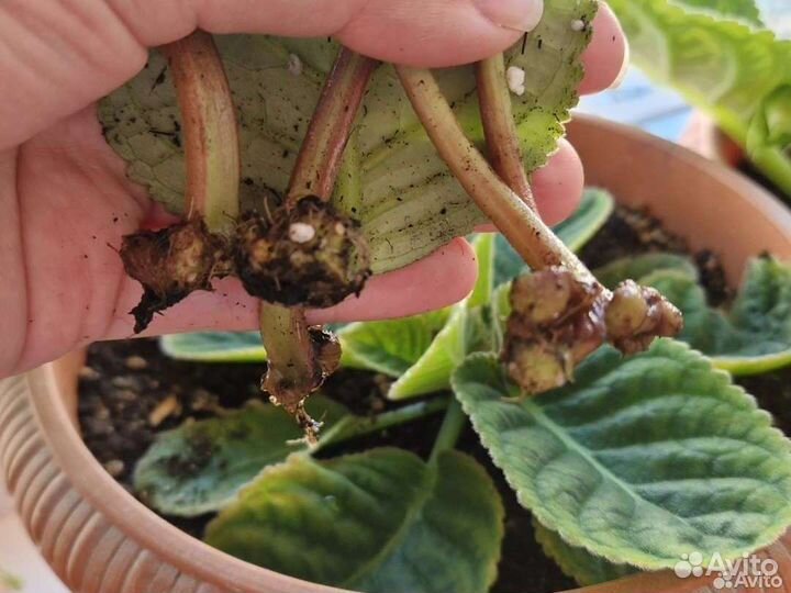 Глоксиния клубни молодые