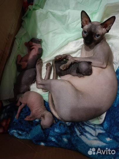 Канадский сфинкс котенок девочка