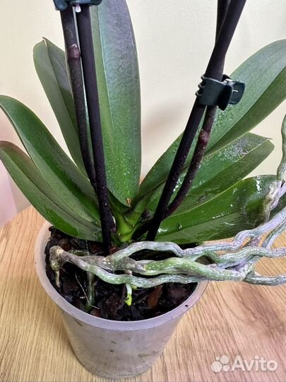 Орхидея фаленопсис Элис,биг лип,h52,2 цветонос