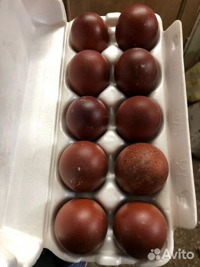 Молодые петухи породы Маран (из темных яиц)