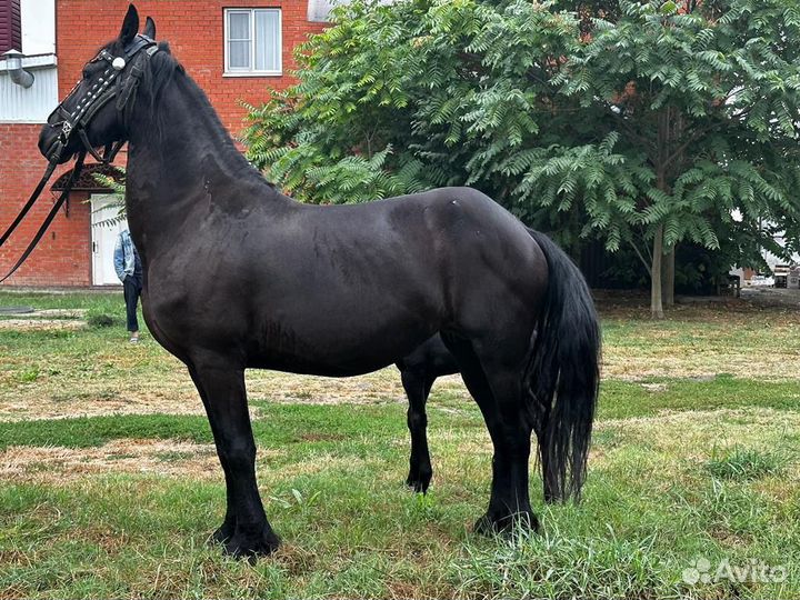 Фризская лошадь