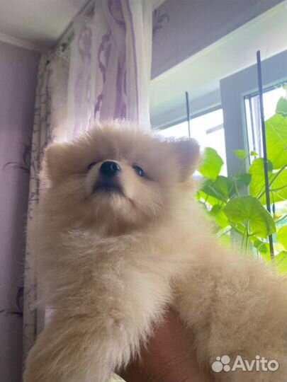 Щенки шпица