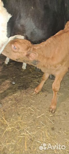 Телята от 2х до зх месяцев подсосные