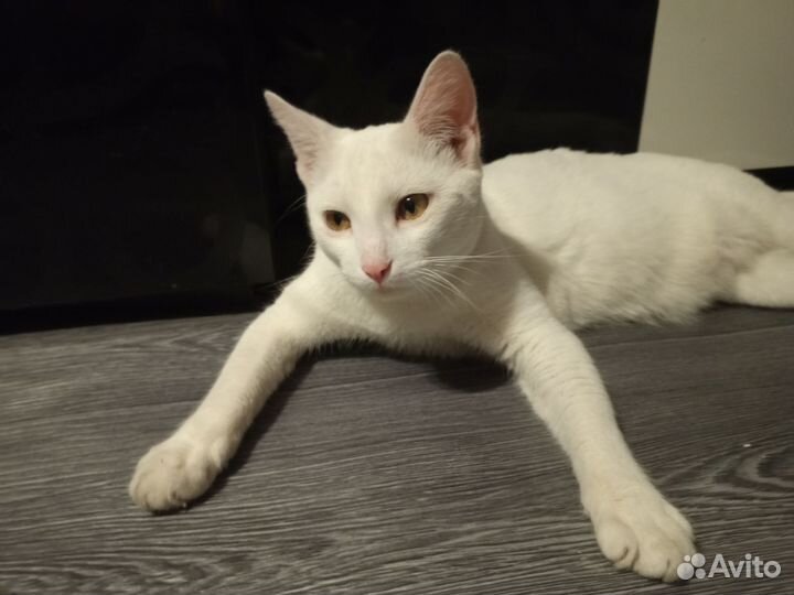 Отдам кота в добрые руки