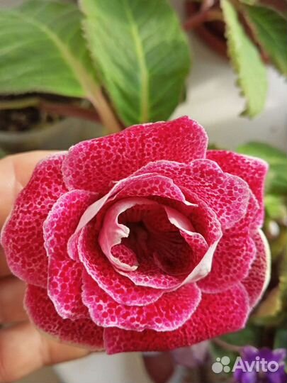 Цветы в стаканчике цветущие