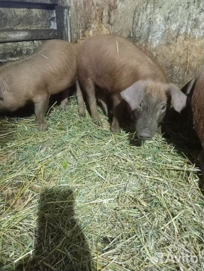Поросята дюрок