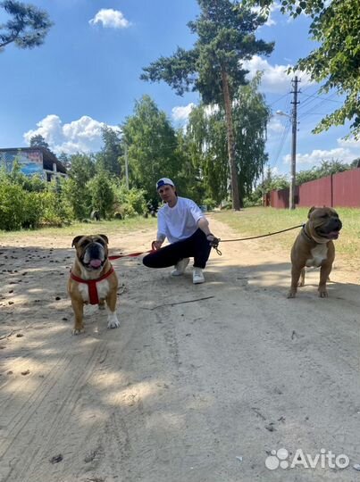 Профессиональная дрессировка. Кинолог/зоопсихолог