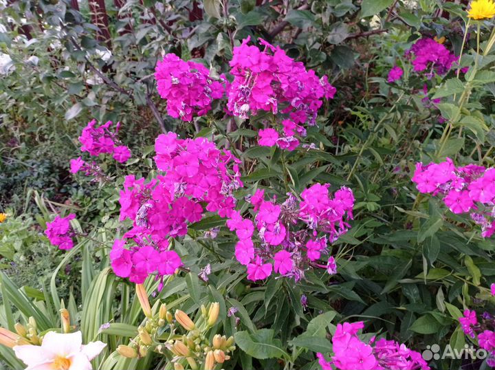 Флоксы, лилейники и астильба