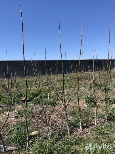 Саженцы 3-х летнего грецкого ореха