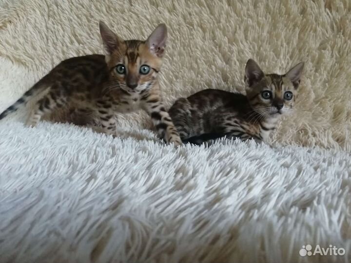 Бенгальская кошка