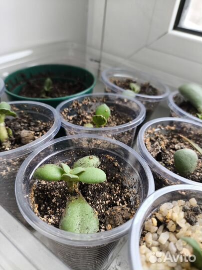 Тостянка Денежное дерево Хавортия Опунция