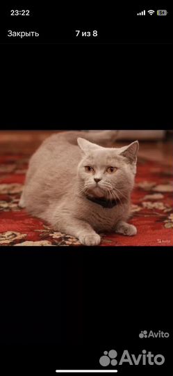 Британские котята